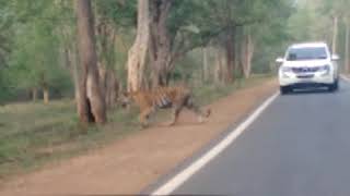 preview picture of video 'Tiger crossing road at nagarhole forest'
