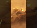 Good Bad Ugly Ajith Car Race Best Scene Puli Puli Puli Tiger Song