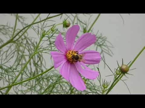Cosmos Flowers Blooming