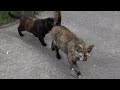 Cats With High IQ