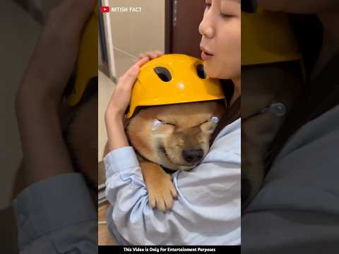 malkin se Galti Ho Gai 🤯 Il Carriage House wooden artist Il #cartoon #shortvideo