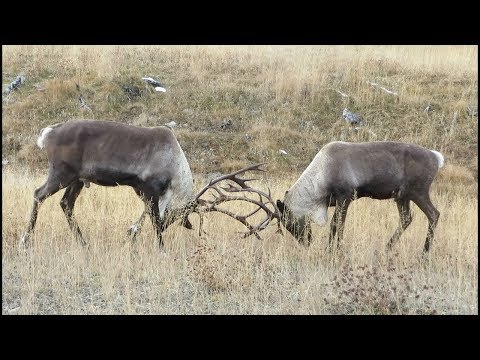 COMBAT DE CARIBOU !!!!!!!!