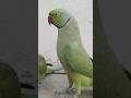 Ringneck Parrot Saying Mithu Mithu Shorts Mithu Talkingparrotmittu