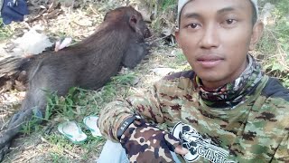 Download lagu WOW !!! Berburu Ayam Hutan malah dapet BABI HUTAN SEGEDE ini... mp3