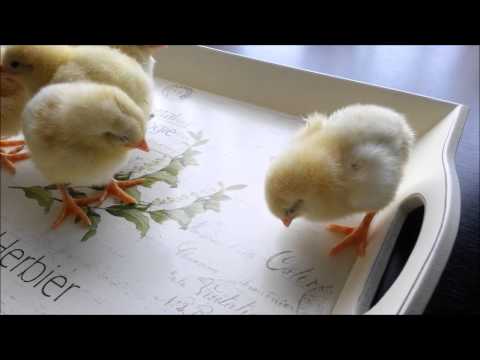 Puisori de gaina, varsta: o zi :)