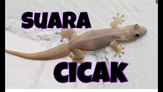 Download lagu suara cicak mp3 Download lagu suara cicak mp3
