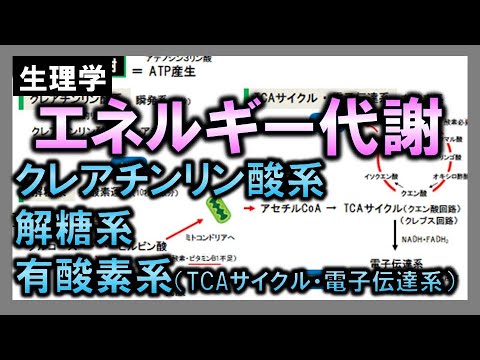解糖について詳しく解説