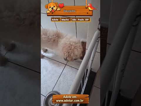 Vídeo de floquinho 