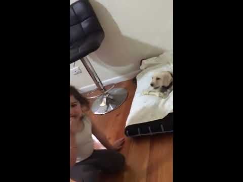 Cute baby playing with dog