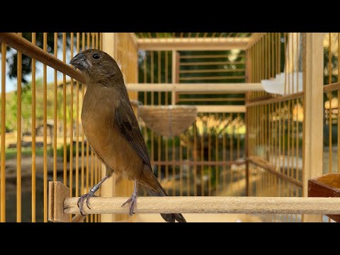 SEU CURIÓ Vai ficar LOUCO com Essa Fêmea I Chamando e Piando