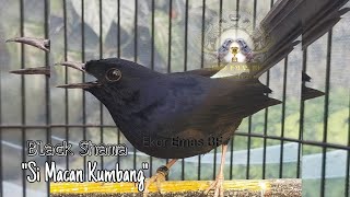 Download lagu Murai Batu Black Shama Tebar Pesona 'Si Macan Kumbang' mp3