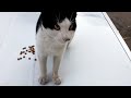 Cute Tuxedo Cat Hungry For Food And Love Cat Purrfection