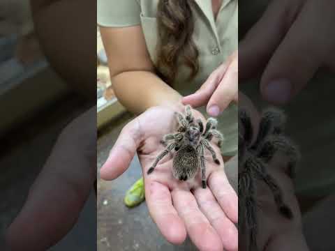 Gorgeous Rose Hair Tarantula! 🥰🕷