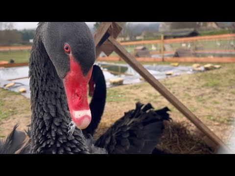 Très très grande nouvelle la reproduction des cygnes noirs commence 🤩🤩🤩🤩