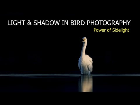 Mastering Light and Shadows in Bird Photography | Power of Sidelight