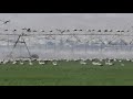 Migrating White Storks