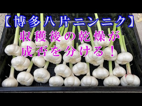 ニンニクの乾燥、ここに注意が必要です 植物
