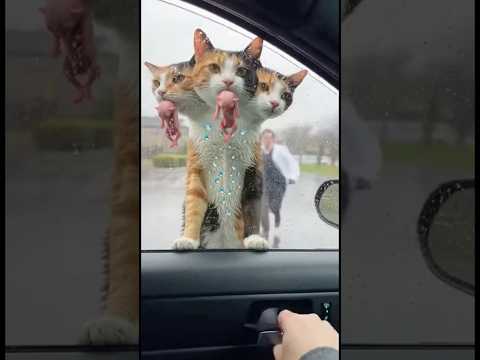 🩵A Kitten’s Life Changed the Moment We Stepped In.🧪😭😭😭😭😭 #cat