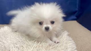 ハーフ犬の動画02