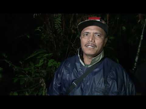 Help To Rehabilitate Slow Lorises In Sumatera