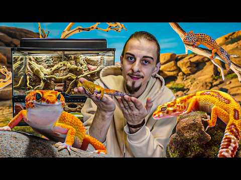 Je réalise un TERRARIUM DÉSERTIQUE pour mon GECKO LÉOPARD ! TUTO [ MES BESTIOLES D'ABORD ]