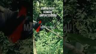 Download lagu suara pikat kemade ribut ampuh #suarapikatmp3 #suarapikatburungkecilribut #suarapikat #Suarakemade mp3