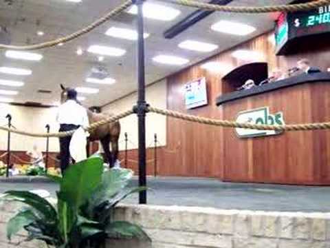 A.P. Indy x Classic Elegance Filly Brings $250,000 at OBS