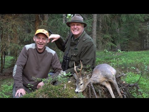 Der Waldbock - starker Sechser Rehbock wird gestreckt