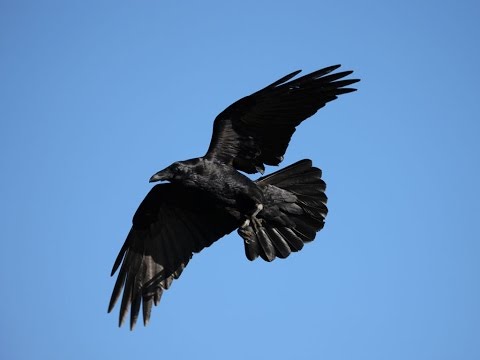 SHOCKING INTELLIGENCE OF CROWS (FULL DOCUMENTARY)