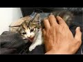 Angry Kitten Attacks 2 Cats I Don T Know Why Cats Meowing