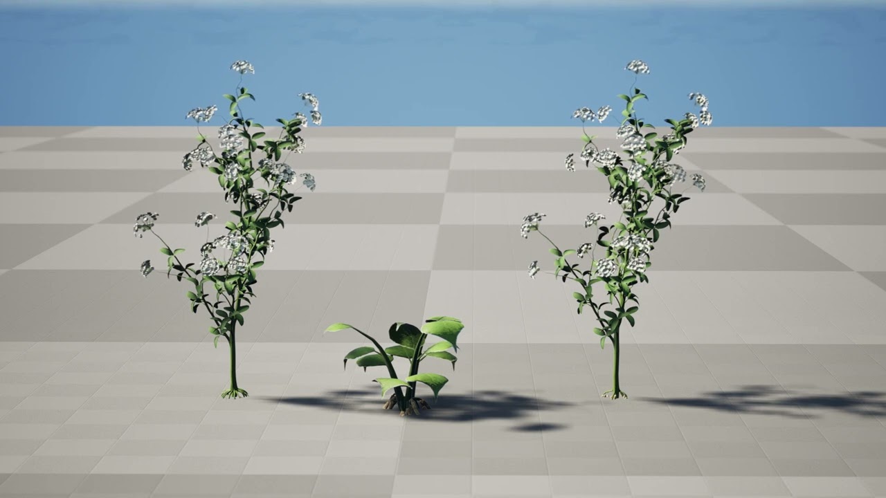 Skirret Sium sisarum vegetables 3D Model