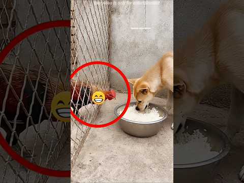 Dog Shares Food With Rooster 😯 #shorts