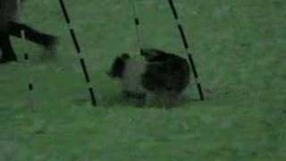 Weave Pole Proofing plus Brute's New Trick