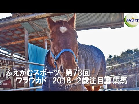 ふえがむ競馬　ワラウカド　2018・2歳募集の注目馬！