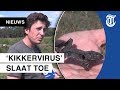 ´Kikkers zijn nu op één hand te tellen´
