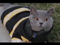 AaronsAnimals Vine 2017 Best Funny Aar AaronsAnimals Vine 2017 Best Funny Aar