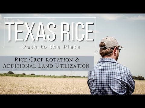 Rice Crop rotation & Additional Land utilization at Jenkins Rice Farm