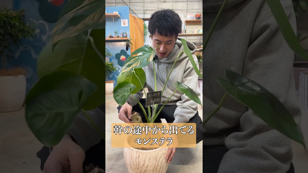 沖縄シリーズおすすめ紹介🪴 #高橋園芸 #観葉植物