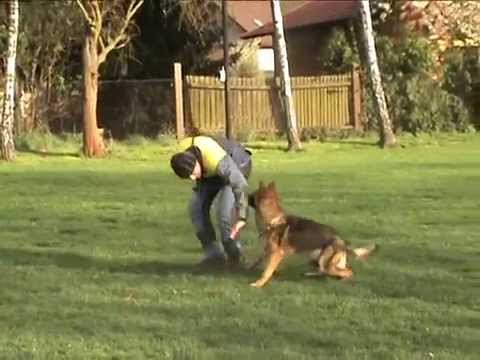 Honey z údolí Úpy - obedience 13 months