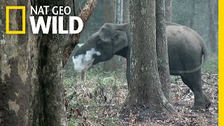 Wild Elephant Blows Smoke in Unusual Video | Nat Geo Wild by Nat Geo WILD