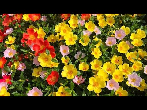 download lagu mp3 mp4 List Of Summer Flowers In India, download lagu List Of Summer Flowers In India gratis, unduh video klip List Of Summer Flowers In India
