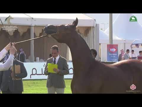 N 76 HAYAT FAS   KAAHC 2019   Yearling Fillies Class 1E