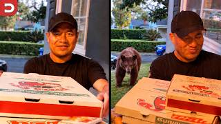 Bear Sneaks Up on Delivery Guy