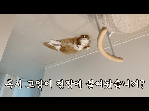 혹시 고양이 천장에 붙이놨습니꺼???