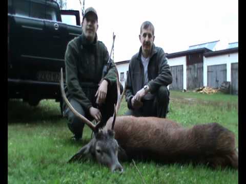 Hirsch in letzter Sekunde