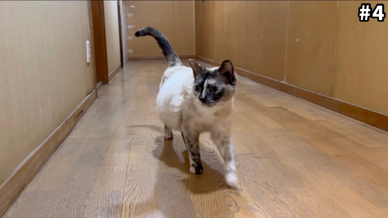 【出産直前】お腹パンパン妊婦猫を散歩に誘ってみたら…