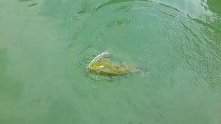 preview picture of video 'Primera Pesca de Pavón Embalse La Coromoto - Peacock Fishing'