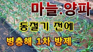 [텃밭농부.877]  마늘과 양파밭에 동절기 전에 1차 병충해 방제 #마늘재배 #양파재배