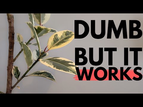 The weirdest way to get your rubber tree to branch