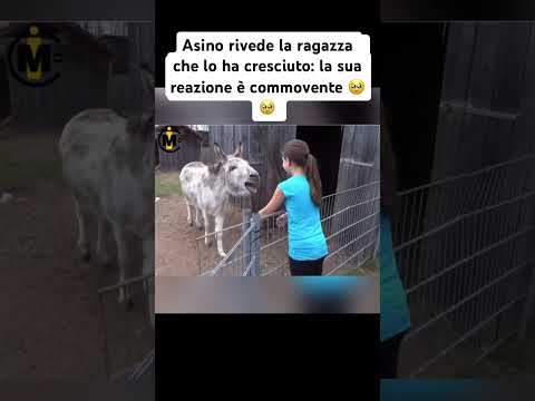 Piango #asino